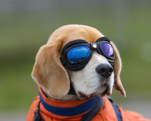 Funny Dog Wearing Goggles