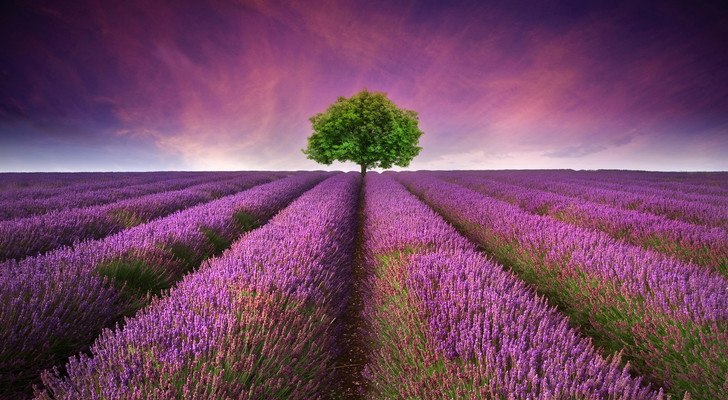 Tree In Field Of Lavender