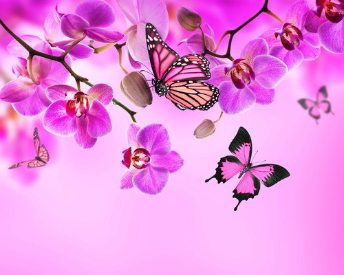 Butterflies And Orchids