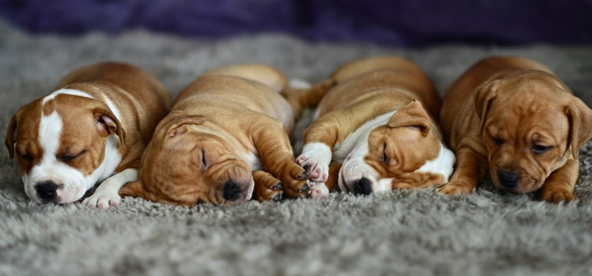 Sleeping Puppies
