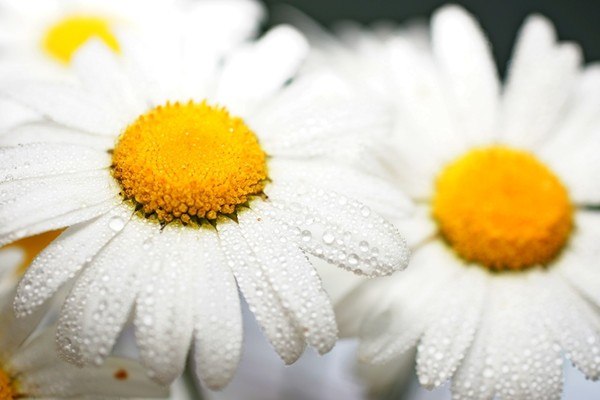 Wet Daisies