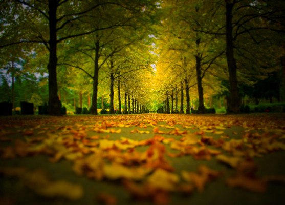 Tree Lined Road In Autumn