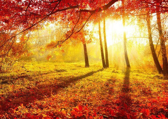 Brightness Of Autumn