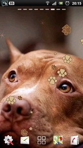Pitbull Dog Live Wallpaper