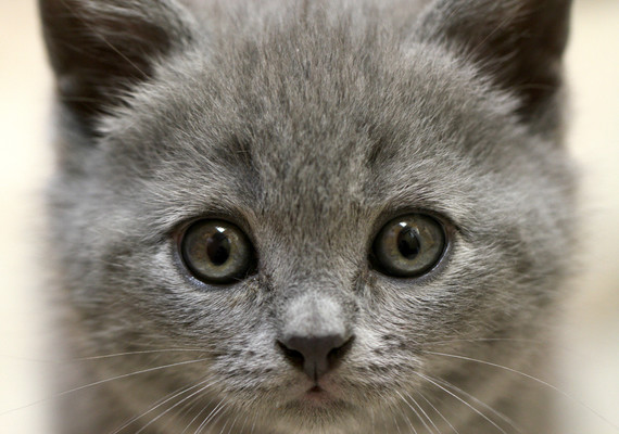 Cute Grey Kitten