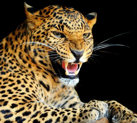 Leopard Growling