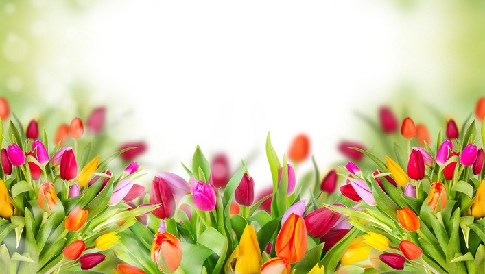 Colourful Flowers