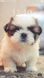 Cute Puppy Lock Screen
