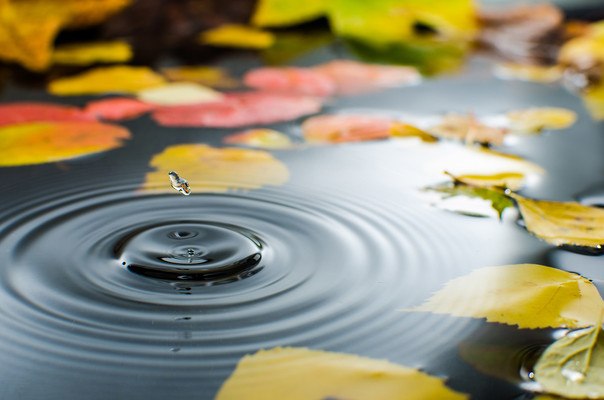Autumn Water Drop