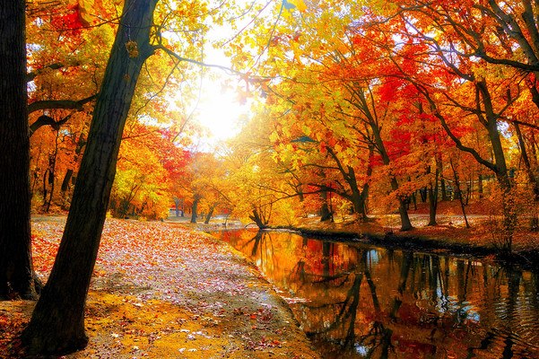 Autumn Tree Lined River