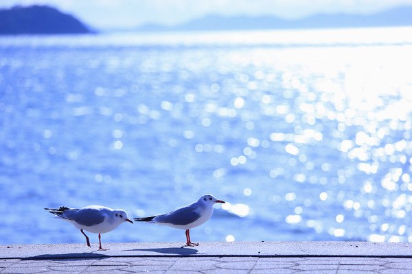 Seaside Seagulls