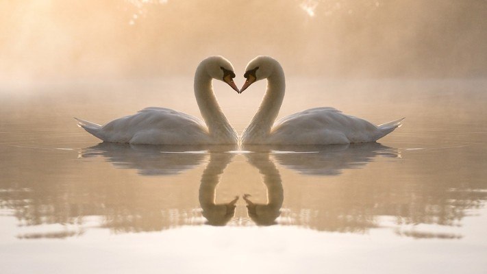 Swans Heart