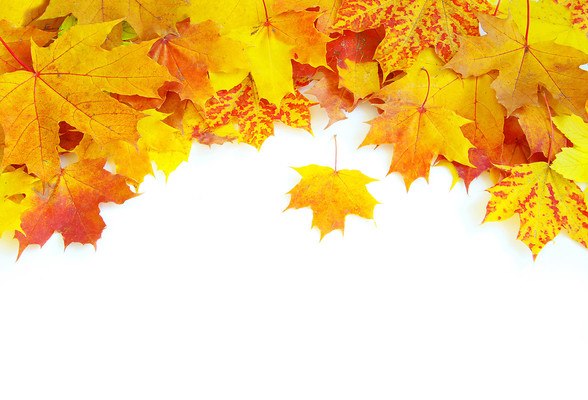 Autumn Leaves On White Background