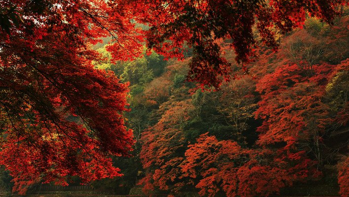 Maple Trees