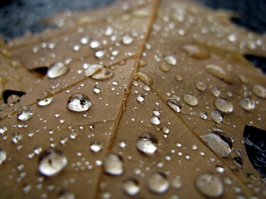 Autumn Leaf Water Droplets