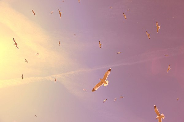 Flying Seagulls