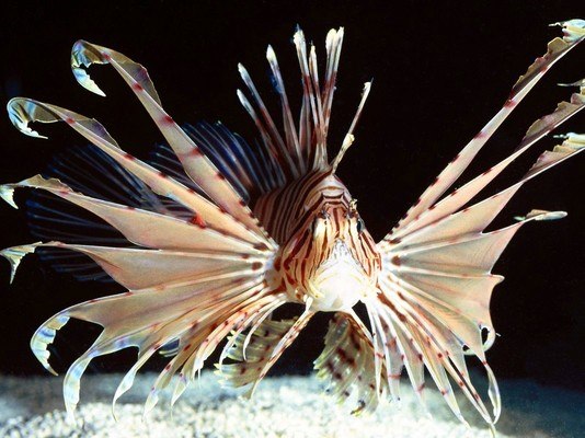 Lionfish Marine Life