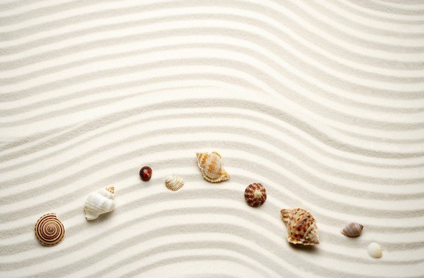 Combed Beach Shells