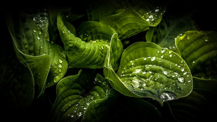 Leaf Water Droplets