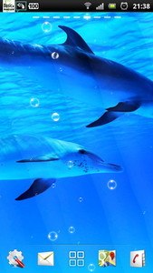Underwater Swimming Dolphin