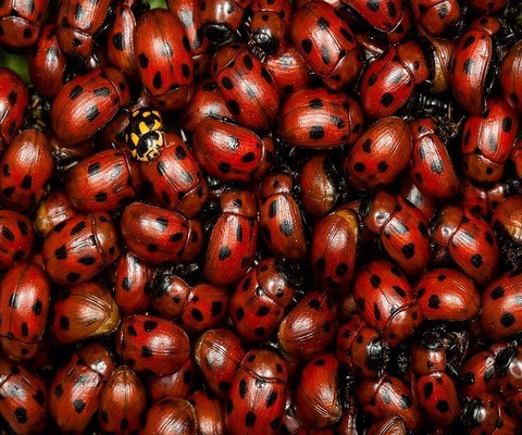 Ladybirds