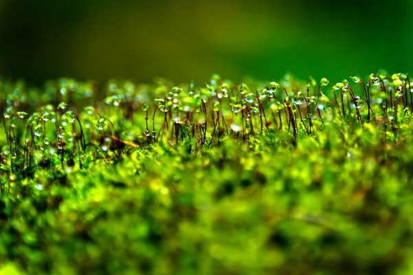 Macro Moss