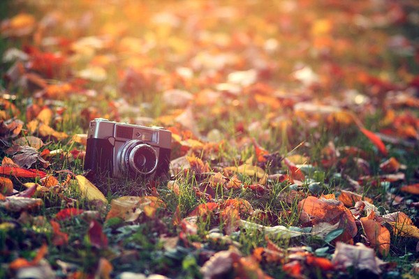 Vintage Autumn Camera