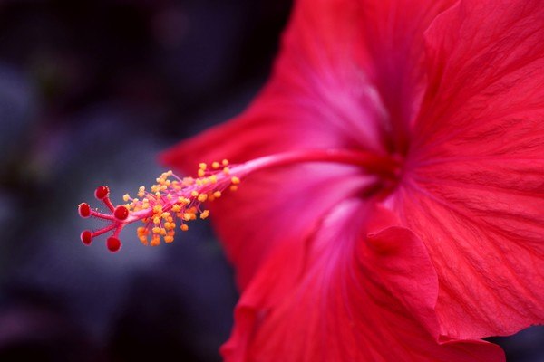 Hibiscus Macro Flower