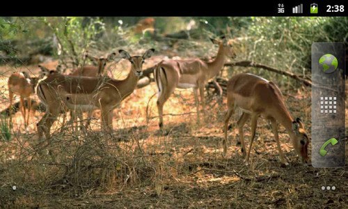 African Animals