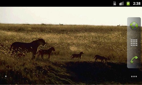 African Animals