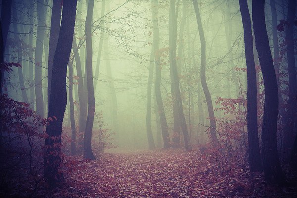 Forest Heavy Fog