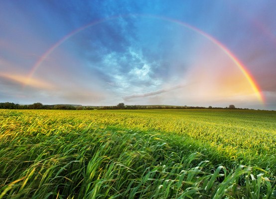 Rainbow Over Field