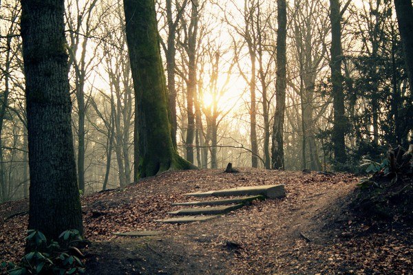 Forest Steps