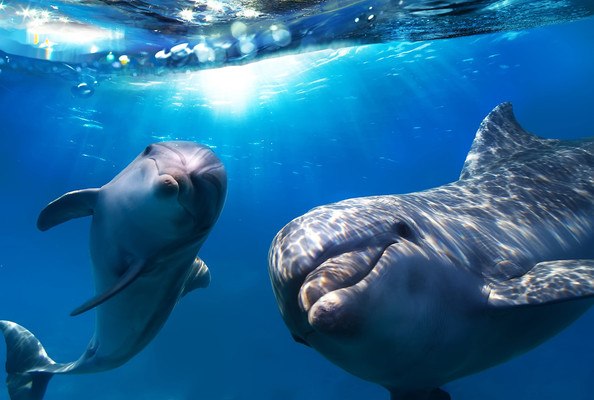 Beautiful Dolphins