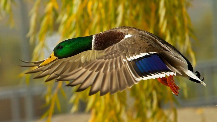 Flying Duck