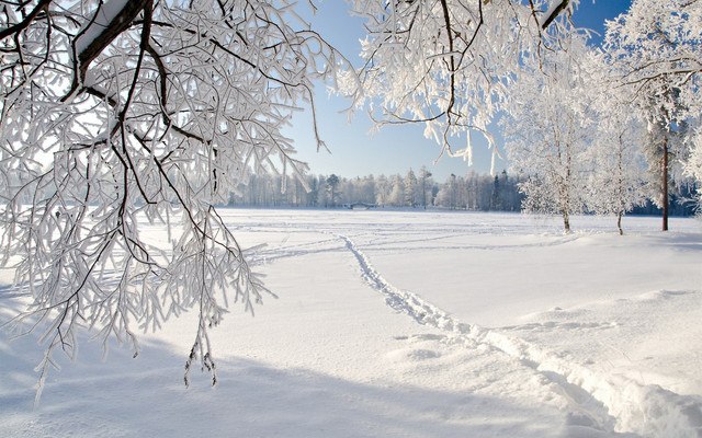 Snow Trees