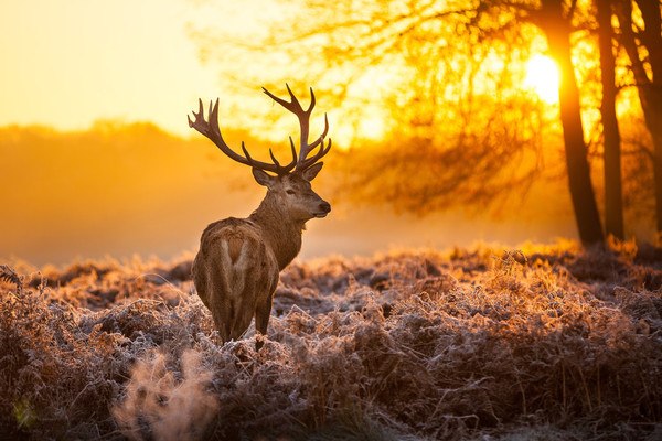 Deer Morning