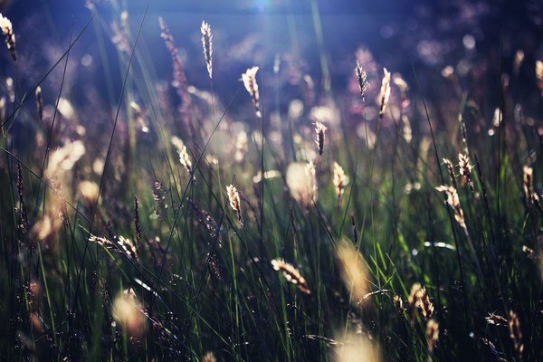 Grass In Summer