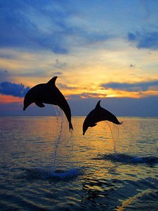 Dolphin wallpapers HD