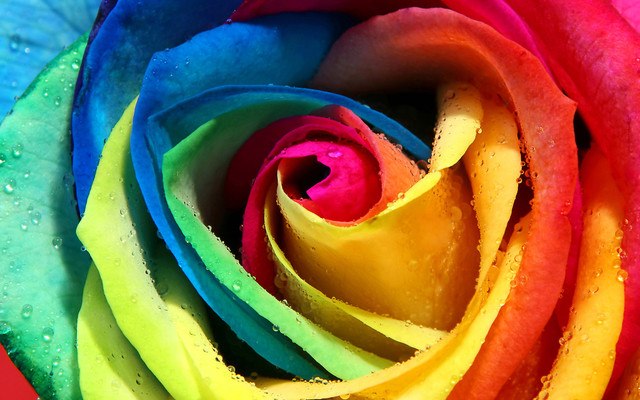 Colorful Rose Macro