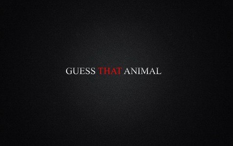 Guess That Animal