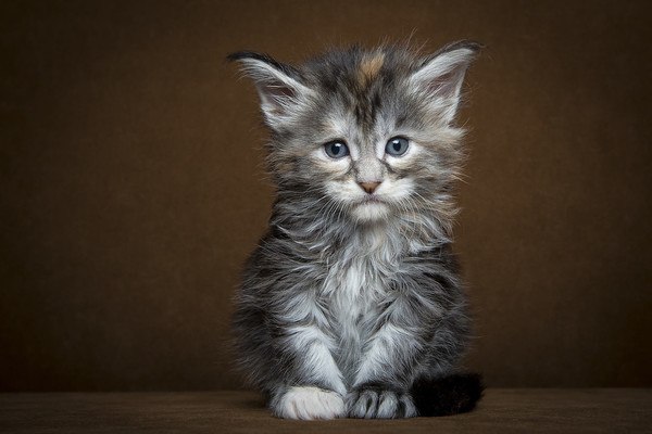 Cute Fluffy Kitten