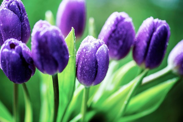 Macro Tulips