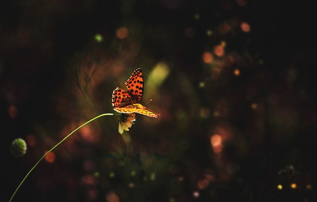 Beauty Butterfly