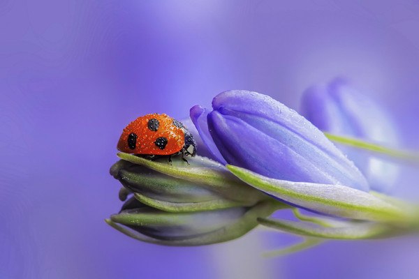 Ladybug On Lavender