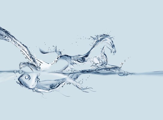 Water Horse And Fish