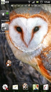 free live owl wallpaper