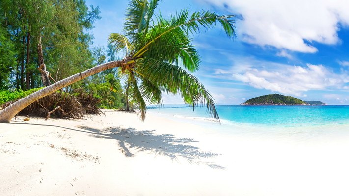 Palm Tree Hanging Over Beach
