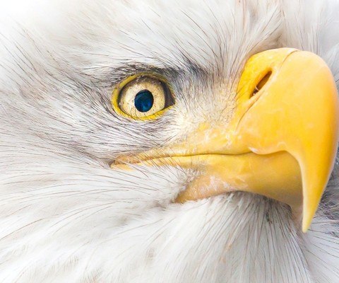 North American Bald Eagle