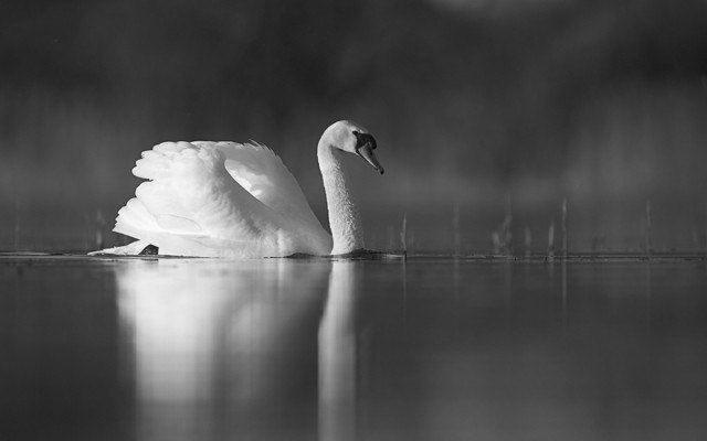 Black And White Swan